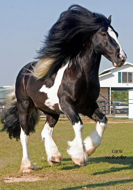 Marluc | Gypsy Vanner Stallion for Sale | Piebald